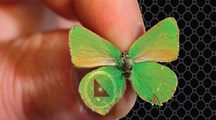 Butterfly wings offer guiding light for nanotech innovation
