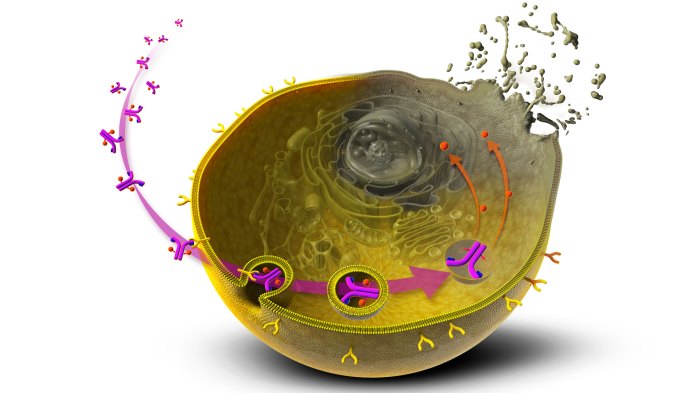 Drugs kills trojan Nanotech trojan horse sneaks drugs into cancer cells
