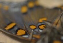 Butterfly wings offer guiding light for nanotech innovation