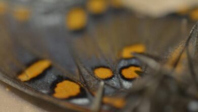 Butterfly wings offer guiding light for nanotech innovation