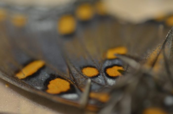Butterfly wings offer guiding light for nanotech innovation