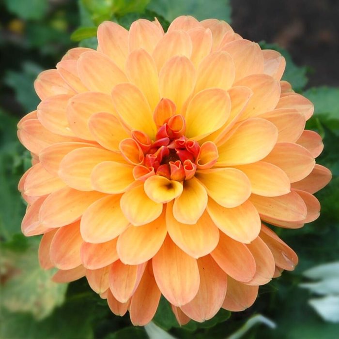 Honeycombs holography hope or hooey